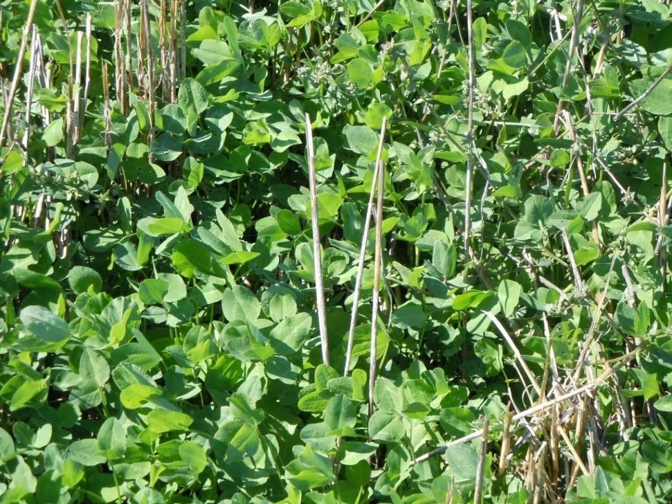 Medium Red Clover Disadvantages May get too tall in wheat and affect harvest Advantages Can produce 75 200# N Good
