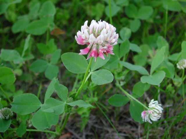 Alsike Clover Disadvantages Seed Cost is generally higher than Medium Red Clover Not as good of forage as some other clovers