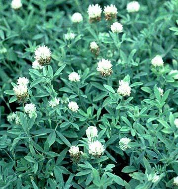 Berseem Clover Disadvantages Short growing cycle Dies at 30 32 degrees Seed Cost ~ $50/acre Advantages Can produce 100 125# N/ac