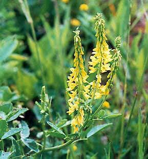 Yellow Blossom Sweetclover Disadvantages Known to be a host to soybean cyst nematode Advantages Can produces