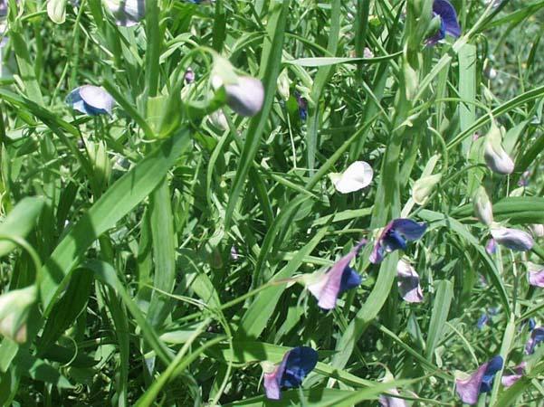 Chickling Vetch Disadvantages Seed Cost generally higher than many clovers Plant 2 3 deep Plant 50#/ac Advantages