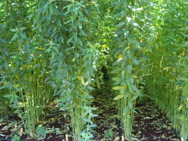 Sunn Hemp Can produce up to 120# N/acre Summer Legume Plant 9 weeks