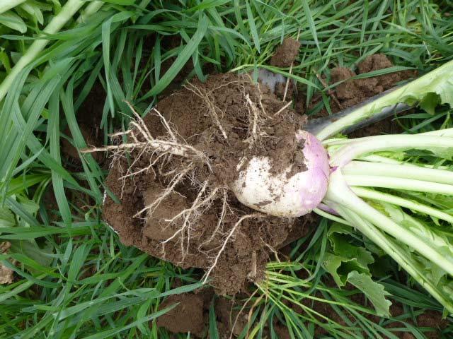 Turnips are excellent scavengers of