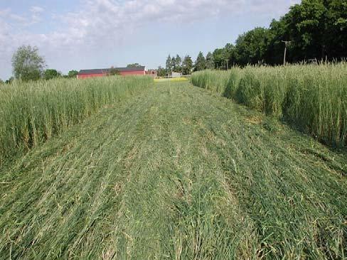 Winter Rye (Cereal Rye) Disadvantages May get away from you in the spring and become difficult to kill Advantages Can be planted later than