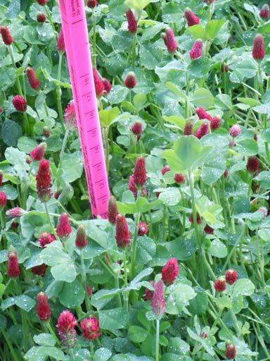 Crimson Clover Disadvantages Will possibly winterkill Advantages Can produce up