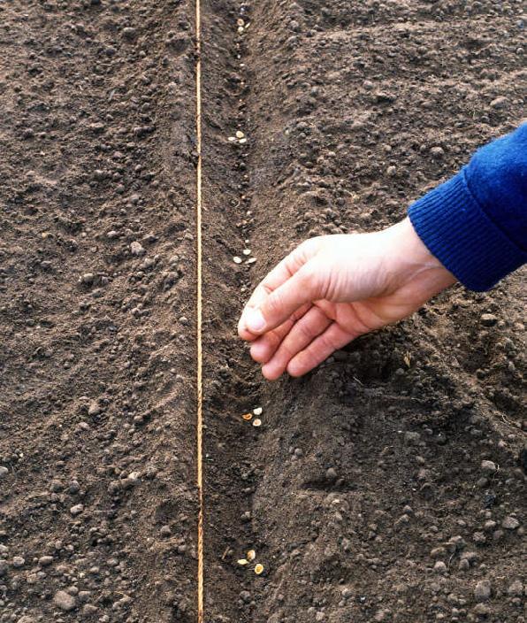 Sowing Your Seed: Once your ground is bare and loose, here are a couple of tips many wildgardeners use that makes the whole process simple and successful.