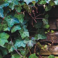 Ivy offers great shelter and a vital end-of-season fuel stop.