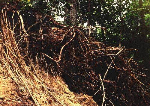 overtopping Decaying roots that create seepage paths and internal erosion problems.