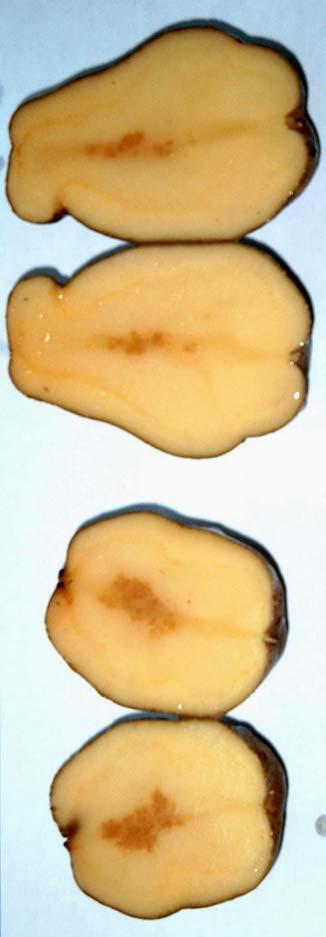 lcium & Internal Brown Spot (IBS) in the inner part of tubers: Slight variations can make the difference % of IBS 60 50