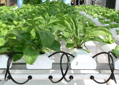 through a plant tray Conditions are customized based on