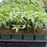 Transplants Starting Seeds Indoors Transplants Peat pots Jiffy pellets Soil