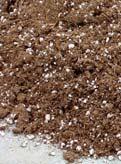 peat Starting Seeds Indoors Sow 1 2 seeds/pot or container Thin to one