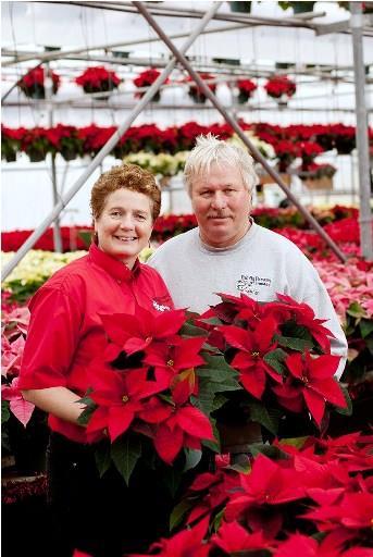 The Christmas Season is fast approaching and our thoughts turn towards the ever popular festive flowers POINSETTIAS!