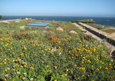 environmental benefits of green roofs and green walls and other forms of