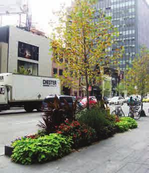 Wherever possible, select street trees that are native and non-invasive species, well suited to harsh urban conditions, and medium and large stature in size to achieve canopy targets.