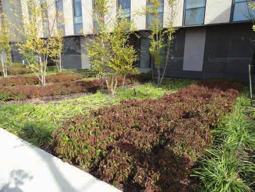 4.1 Landscaping Effective landscape design defines and enhances the form, function and appeal of public and private space by reinforcing human scale and softening urban environments.