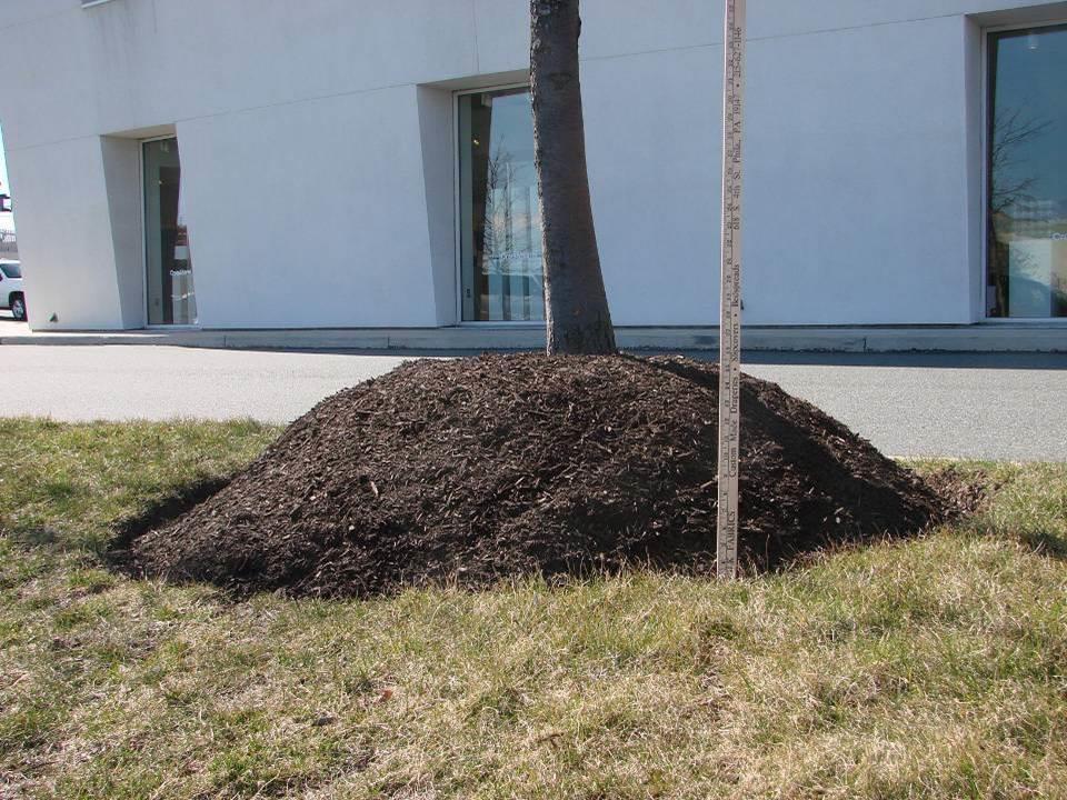 Required Practices 2-3 inch layer of FFL recommended mulch is used and maintained- no volcanos!