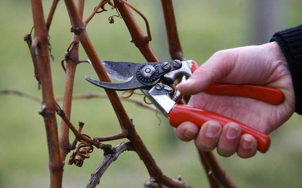 For larger branches and heavier pruning, hand held bypass pruners should be used. For material 1/2 up to 1, bypass loppers and/or a hand saw can be used.