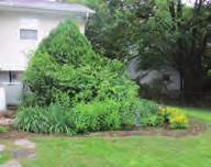 .requires regular maintenance in the form of weeding, thinning, pruning, mulching, and other activities that are routine for other