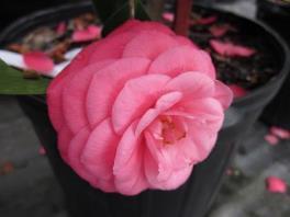 deep pink veins Glossy evergreen foliage Prefers acidic,