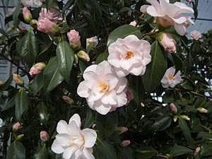 Camellia Dr. Tinsley Camellia japonica Dr.