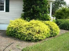 Gold Mop False Cypress Chamaecyparis pisifera 'Golden Mop' 3 H 4 W Evergreen shrub Bright yellow green colored foliage with a