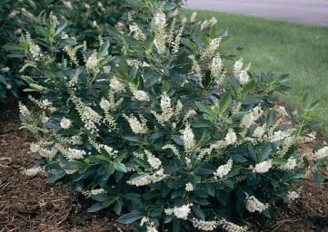 3-4 H 4 W Deciduous shrub (slow growing) Fragrant white flower spikes attract