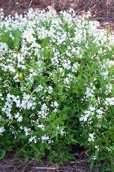 2 H 2-5 W Deciduous shrub Low compact growing Double white fragrant flowers in
