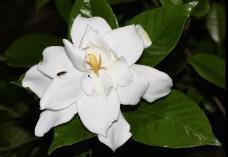 foliage Large fragrant blooms Prefers acidic, highly