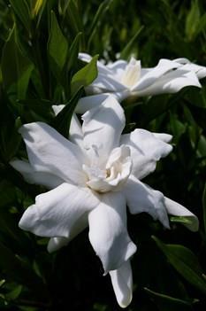 3-4 H White blossom Gardenia Frost Proof Gardenia jasminoides 'Frost Proof Long lasting color Rich green