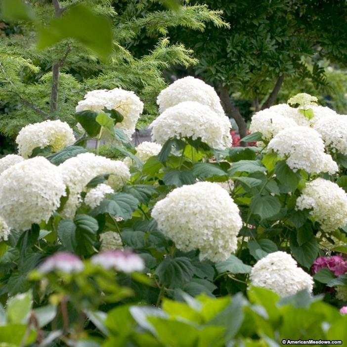 Incrediball Smooth Hydrangea 'Abetwo Hydrangea arborescens 'Abetwo' 4-5 H 5-7 W Well drained soil Massive blooms held