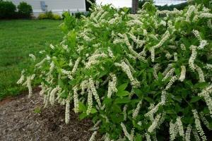 3-6 H 4-6 W Mound shaped semievergreen shrub Drooping 3-6 racemes of lightly fragrant white flowers in early summer that opens from base to tip