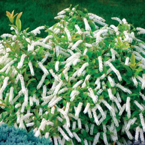 Virginia Sweetspire Little Henry Itea virginica Little henry 2-3 H 4-6 W Mound shaped semievergreen shrub Drooping 3-6 racemes of lightly fragrant white flowers