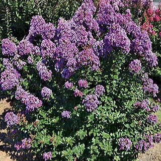 4-6 H 4-6 W Moist well drained soil Produces masses of purple blooms in rich, true colors on compact to intermediate sized shrubs for 3 or more months