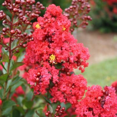 6-10 H 6-10 W Moist well drained soil Masses of red blooms in on compact to intermediate sized shrubs for 3 or more months Blooms