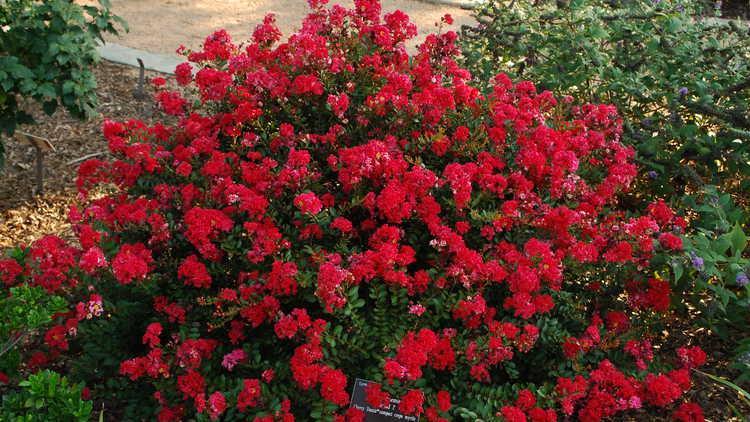 3-5 H 3-5 W Deciduous Crape Myrtle Lagerstroemia indica Strawberry Dazzle Moist, well drained soil