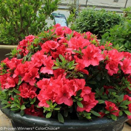 3-4 H 3-4 W Evergreen flowering shrub Bright red flowers in Spring and Fall Disease resistant