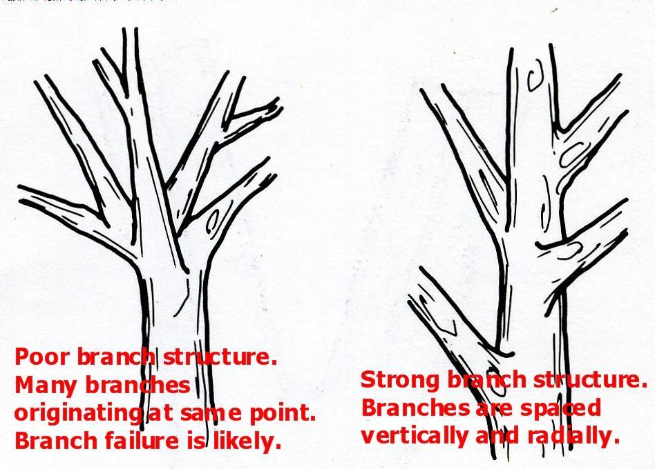 REASONS TO PRUNE Pruning for structural strength is especially important on fruit trees.