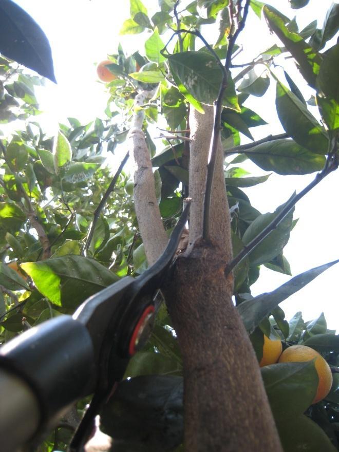 REASONS TO PRUNE Size To control tree size, citrus trees should be pruned using thinning cuts and drop-crotch pruning techniques.