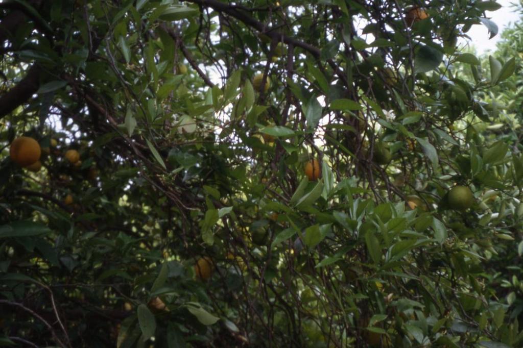 A Systematic Approach to Pruning Citrus Step 3: If branches are growing vertically and are crossing limbs which are growing above them or are crowding nearby branches, drop-crotch, train, or remove
