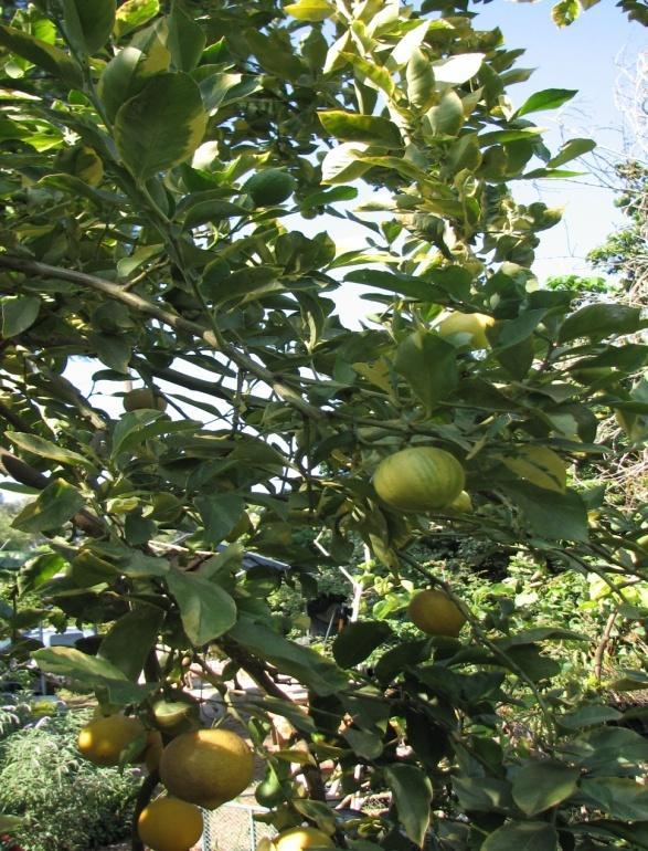 A Systematic Approach to Pruning Citrus Step 4: Direct or Redirect growth When branches are pulled downward by the