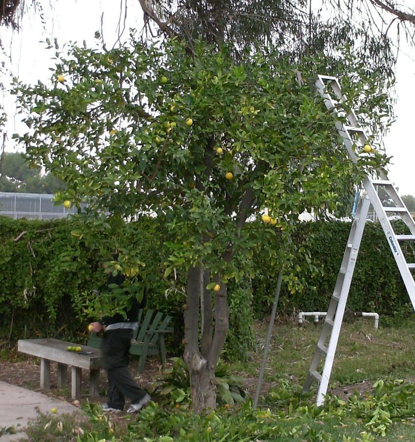 A Systematic Approach to Pruning Citrus Size and Width Reduction : Always prune to reduce the size of a tree by using