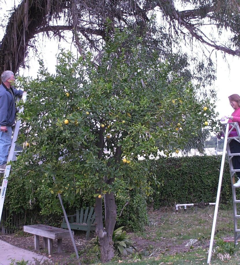 As you prune off the tallest, outermost canopy of the tree there will be less to prune on the lower layers.