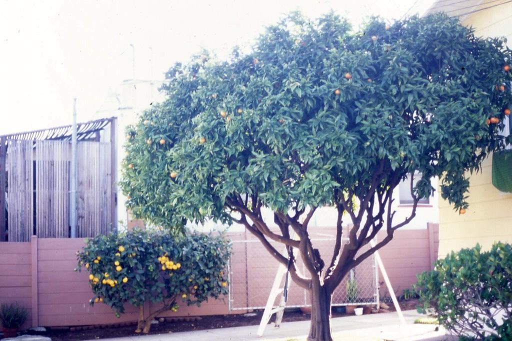 A Systematic Approach to Pruning Citrus Reducing a tree by more than 30% Although it is possible to successfully reduce the size of a citrus tree by as much as 40% at one time, this should be done