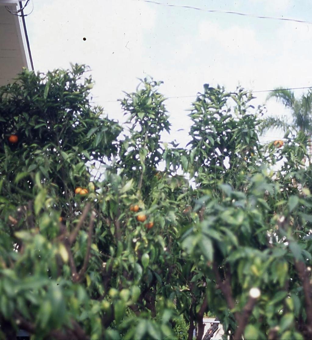 Pruning Citrus