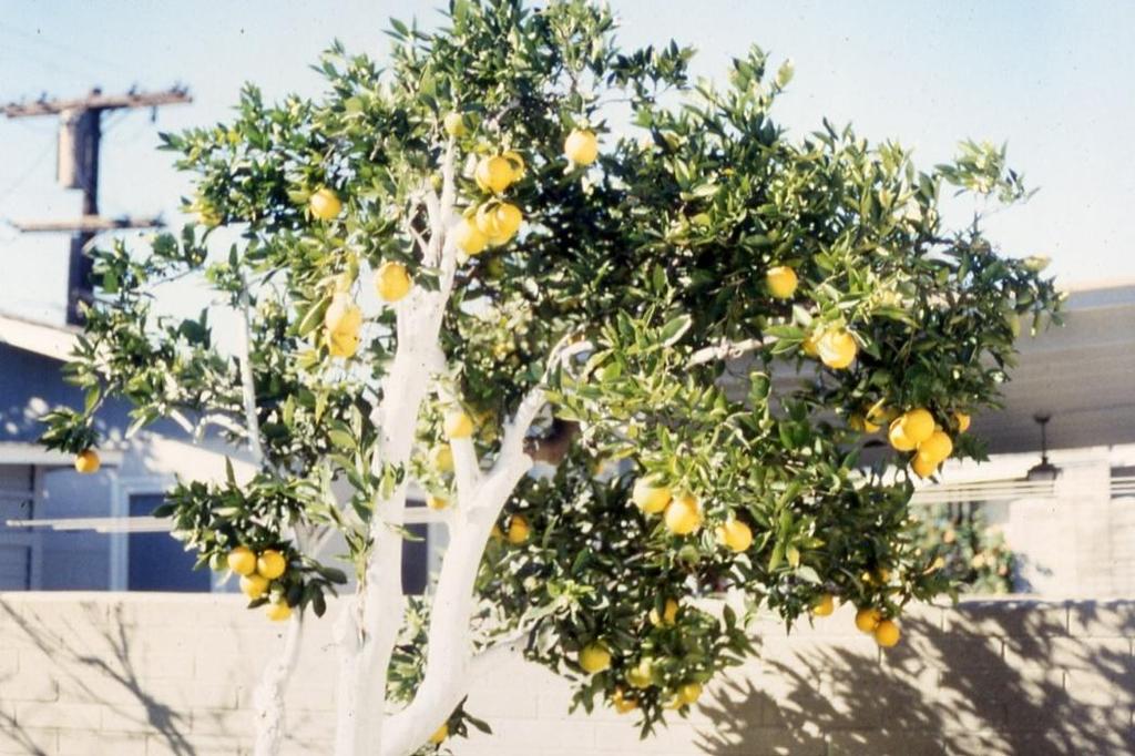 A Systematic Approach to Pruning Citrus Following these principles can also help restore
