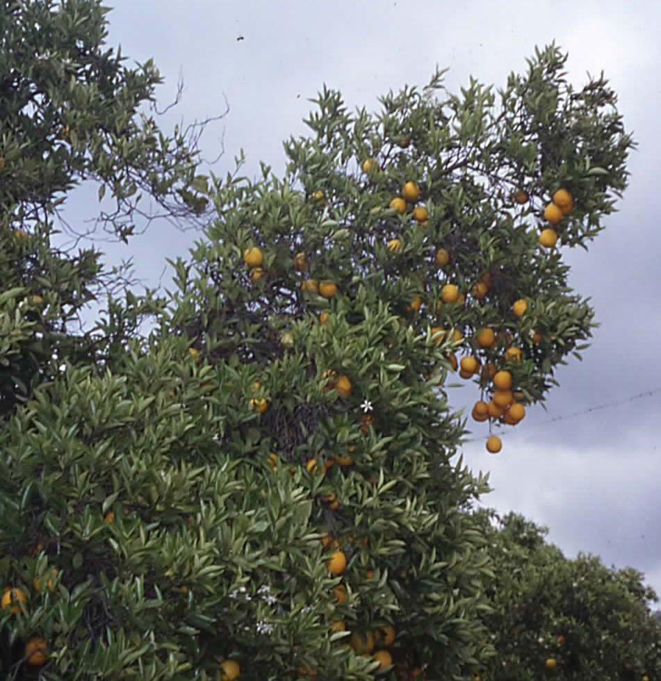 Understanding Citrus Growth As leaves, flowers or fruit form on vertical branches, the weight