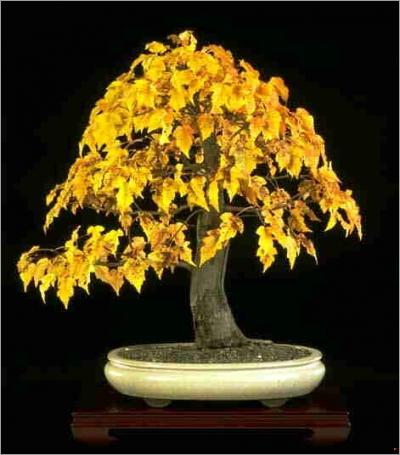 Bonsai from your backyard Amur maple - Acer ginnala General information: Amur maple has only started to attain popularity as a bonsai.