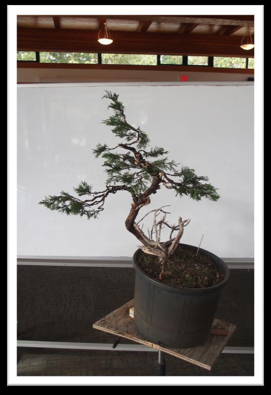 pre-bonsai were presented by the