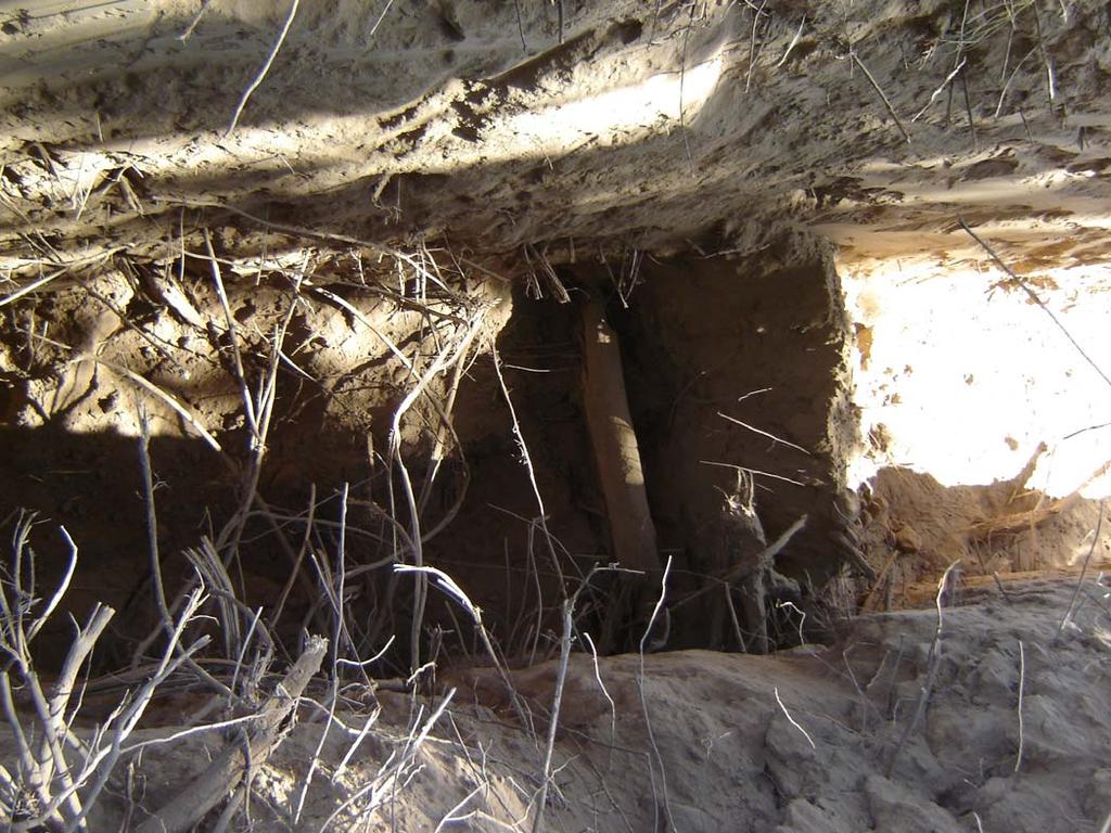 One scoop: 2 diameter roots were below 4-ft trench floor Levee side Large (2